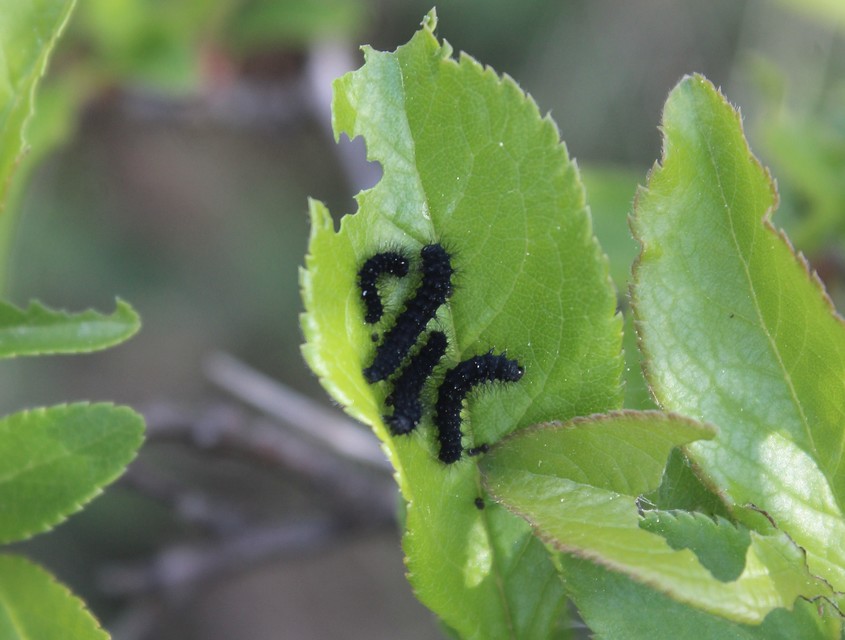 Saturnia pavoniella/pavonia