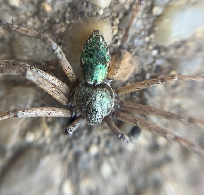 Philodromus aureolus - aranyos fürgekarolópók