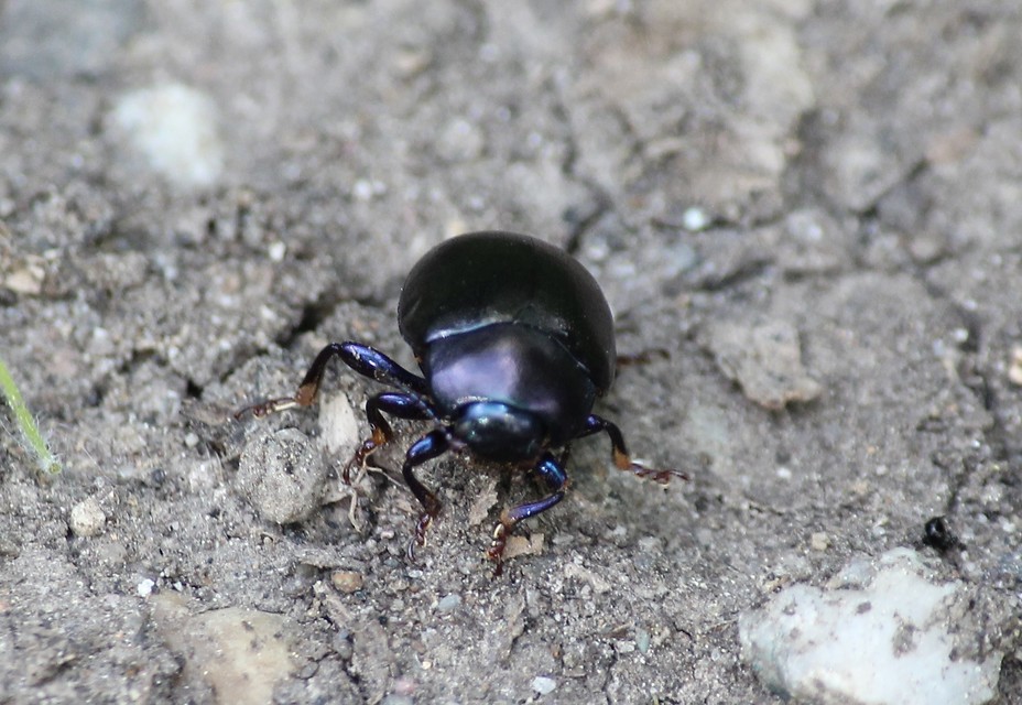 Chrysolina sturmi - vöröslábú levelész