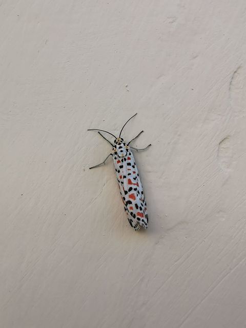 Utetheisa pulchella - vérpettyes medvelepke