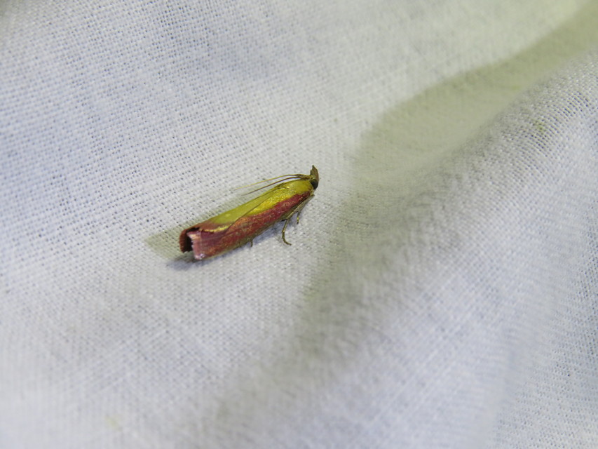 Oncocera semirubella - lucernamoly