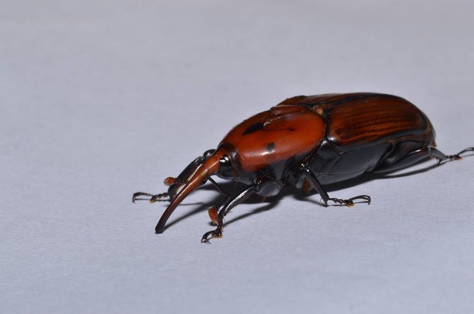 Rhynchophorus ferrugineus - vörös pálmaormányos Rhynchophorus ferrugineus - vörös pálmaormányos