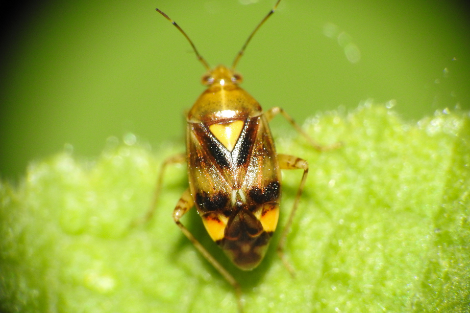 Liocoris tripustulatus - hárompettyes mezeipoloska