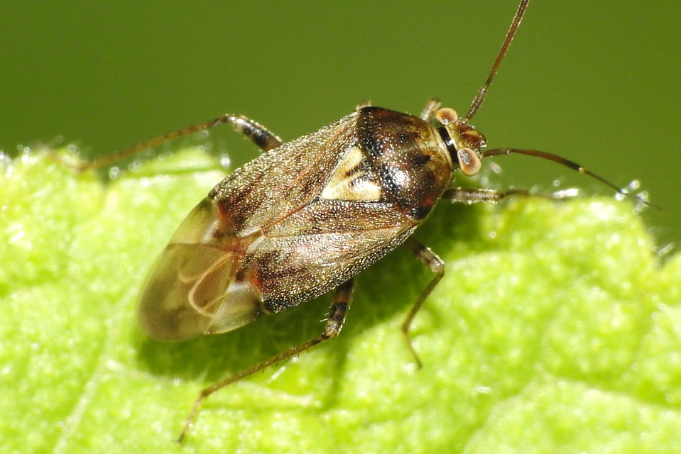 Lygus rugulipennis - molyhos mezeipoloska