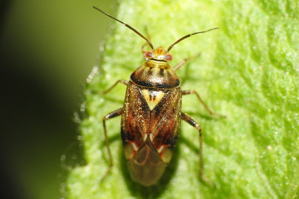 Lygus rugulipennis - molyhos mezeipoloska