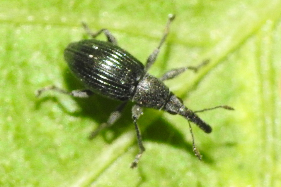 Aspidapion radiolus - ziliz-cickányormányos