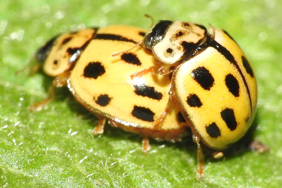 Propylea quatuordecimpunctata - tizennégypettyes füsskata