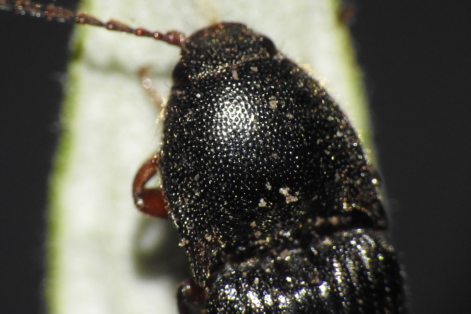 Melanotus
