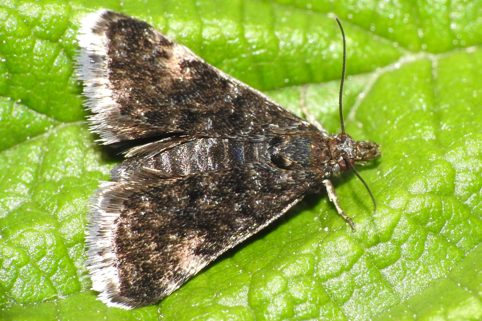 Heliothela wulfeniana - fényes kormosmoly