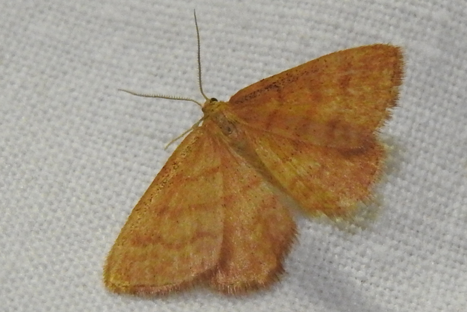 Idaea serpentata - kis sávosaraszoló