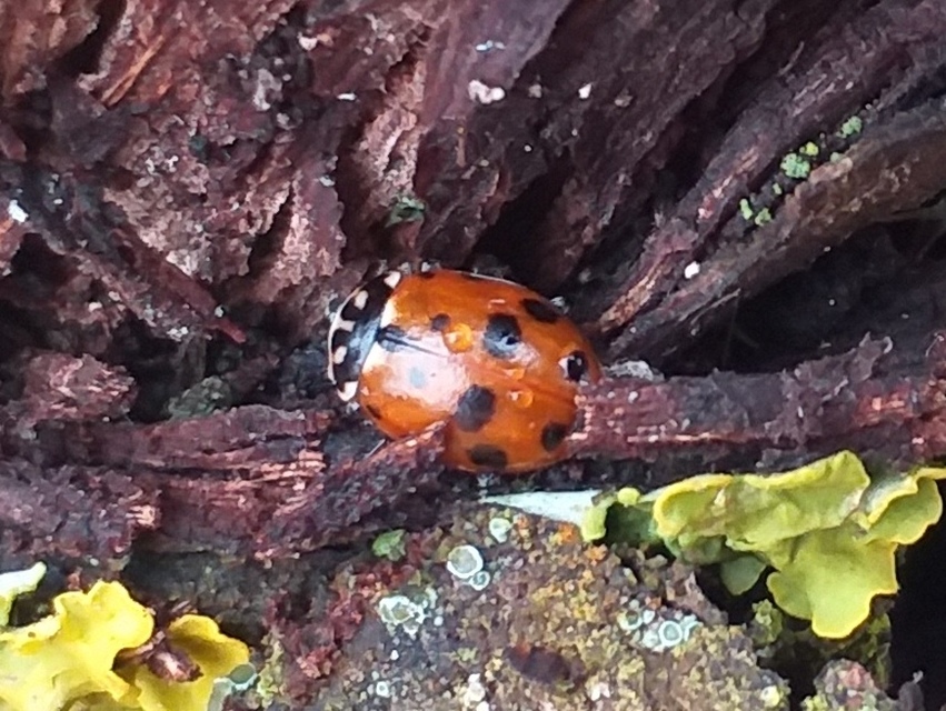 Hippodamia variegata - tizenhárompettyes katica