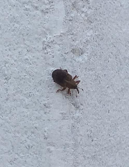 Lignyodes suturatus - barázdás kőrismagormányos