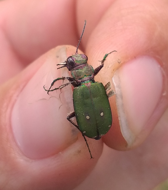 Cicindela campestris - mezei homokfutrinka