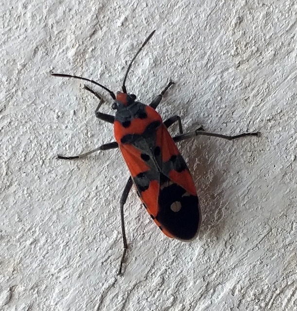 Lygaeus