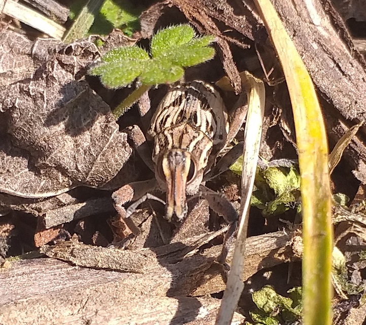Coniocleonus nigrosuturatus - nyíljegyes barkó