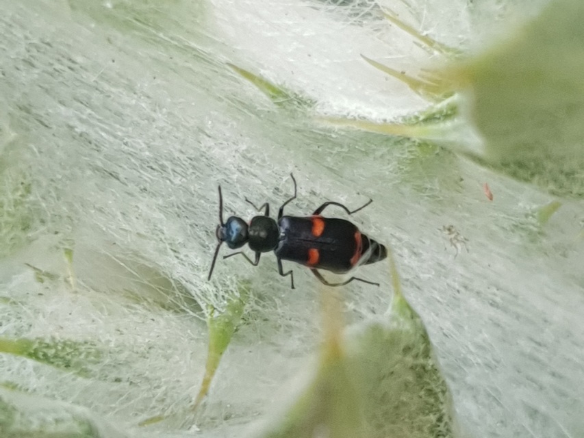 Anthocomus fasciatus - sárgaszalagos bibircsesbogár