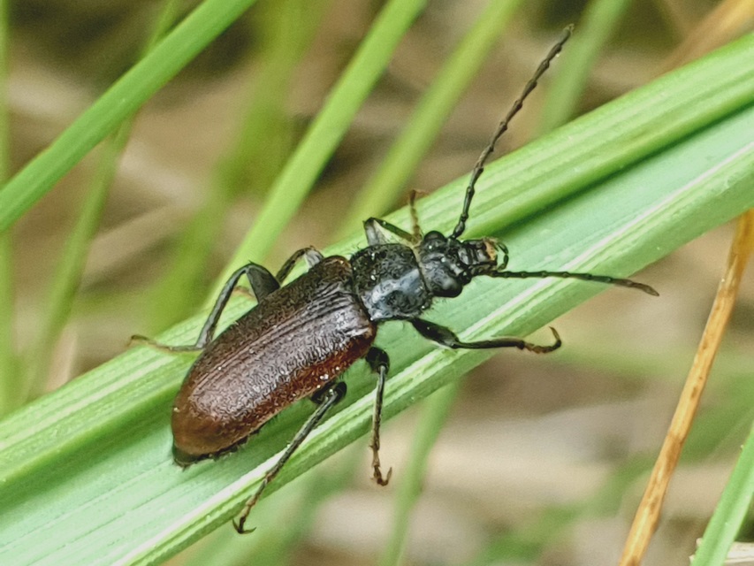 Omophlus lividipes - kis pejbogár Omophlus lividipes - kis pejbogár