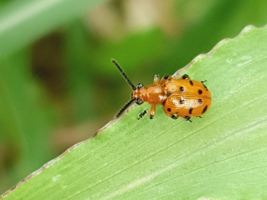 Crioceris duodecimpunctata - tizenkétpontos spárgabogár