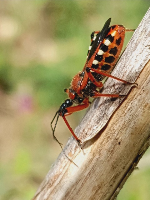 Rhynocoris iracundus - közönséges gyilkospoloska