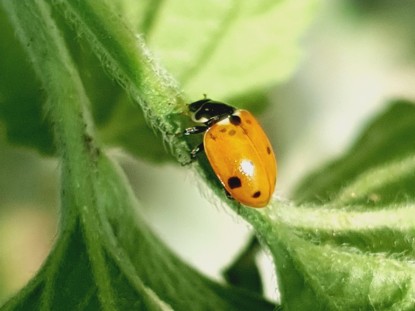 Hippodamia variegata - tizenhárompettyes katica