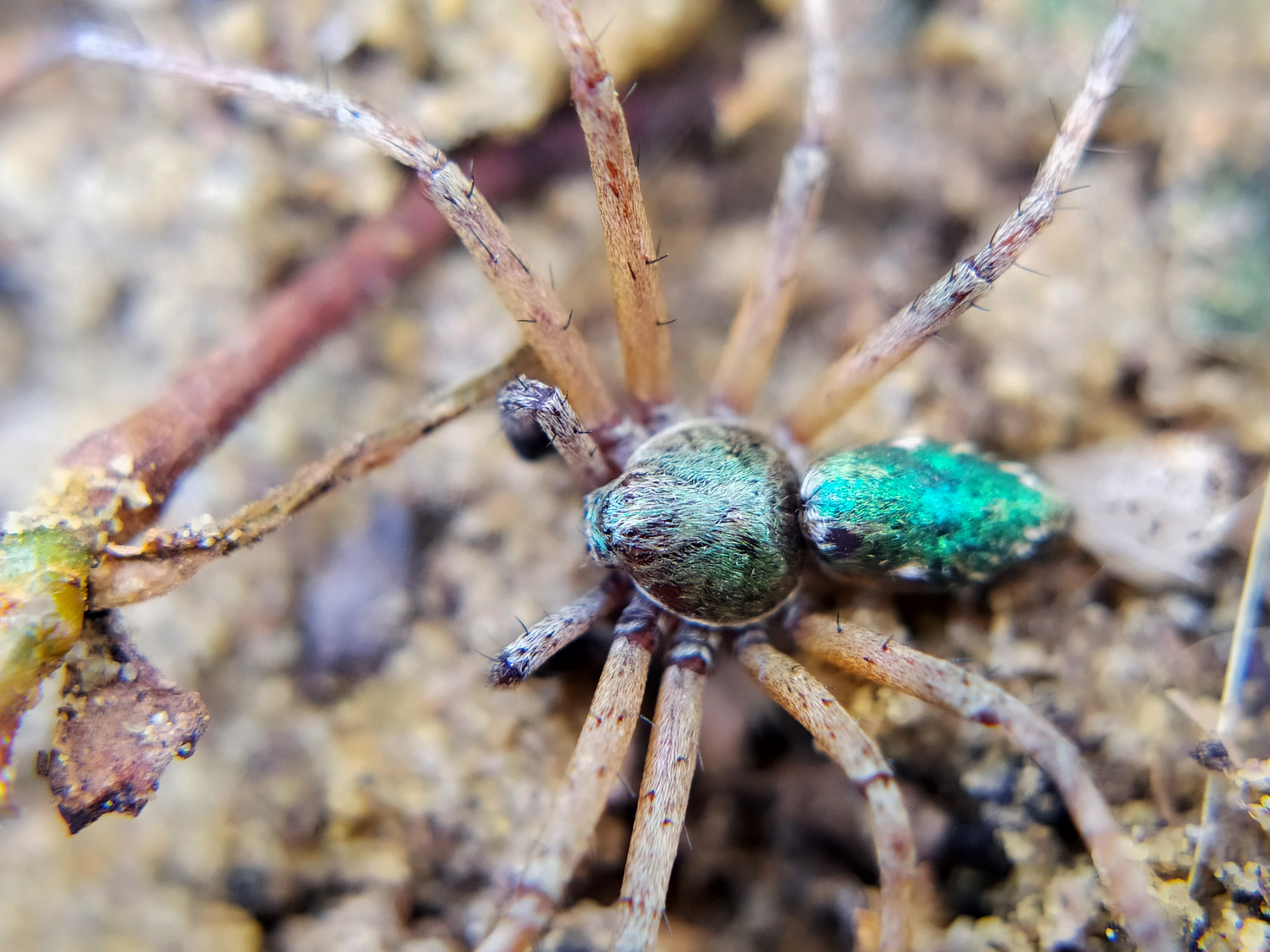 Philodromus aureolus - aranyos fürgekarolópók