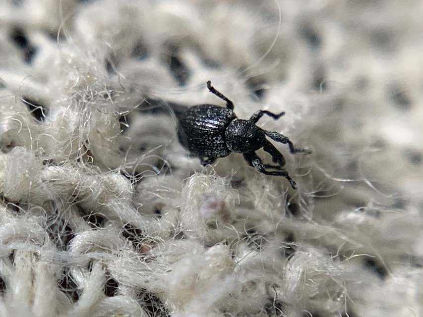 Smicronyx reichii - szemölcsös arankaormányos