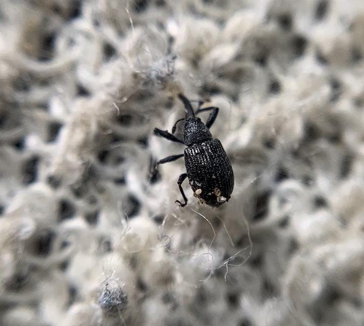 Anthonomus rubi - szamóca-bimbólikasztó Anthonomus rubi - szamóca-bimbólikasztó