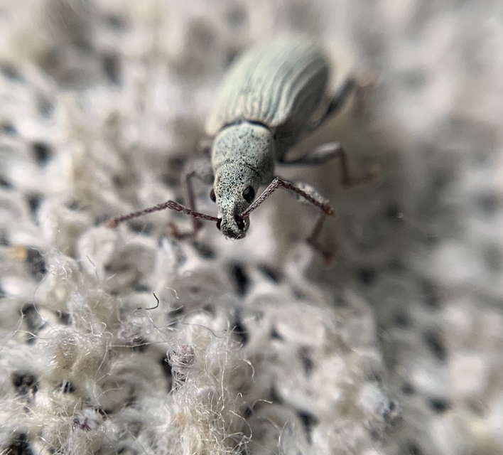 Phyllobius virideaeris - halványzöld levélormányos