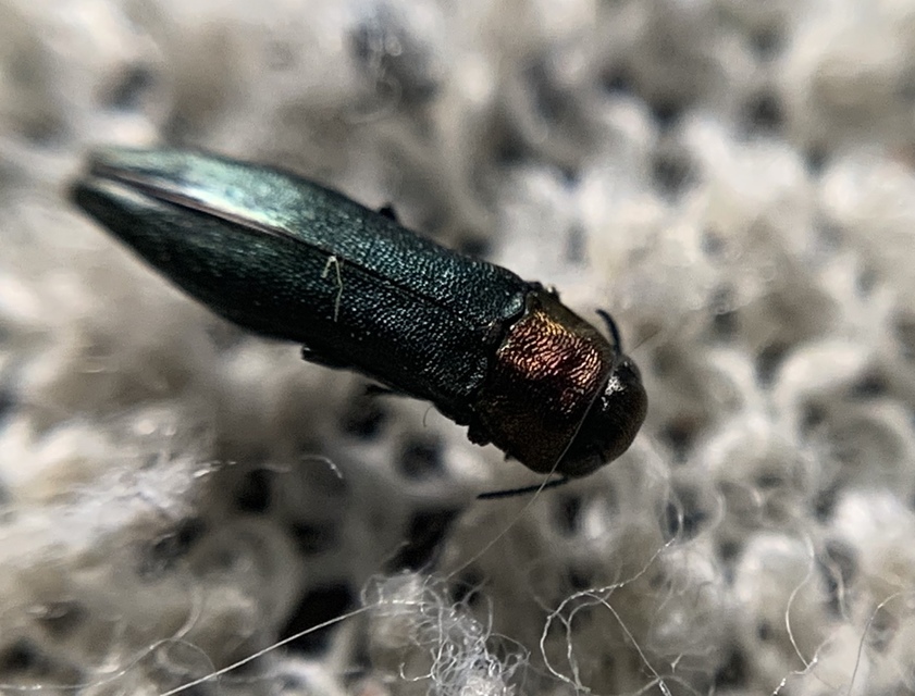 Agrilus pratensis - kétszínű karcsúdíszbogár
