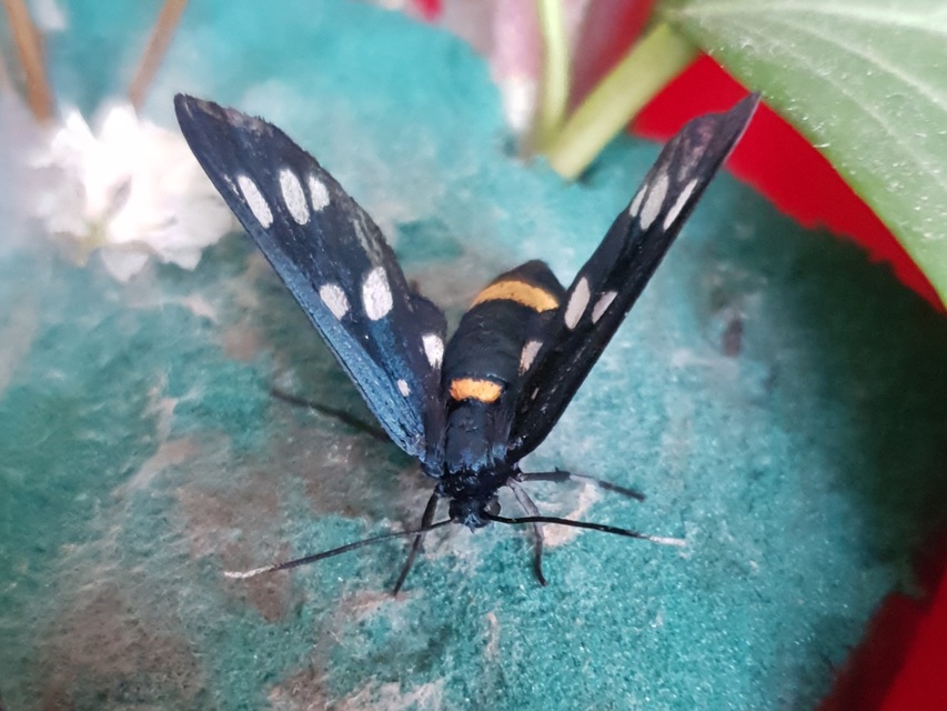 Amata phegea - fehérpettyes álcsüngőlepke