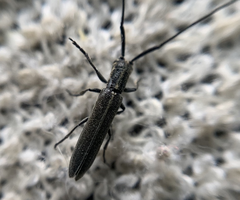 Calamobius filum - hosszúcsápú szalmacincér