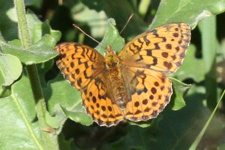 Brenthis daphne - málna-gyöngyházlepke