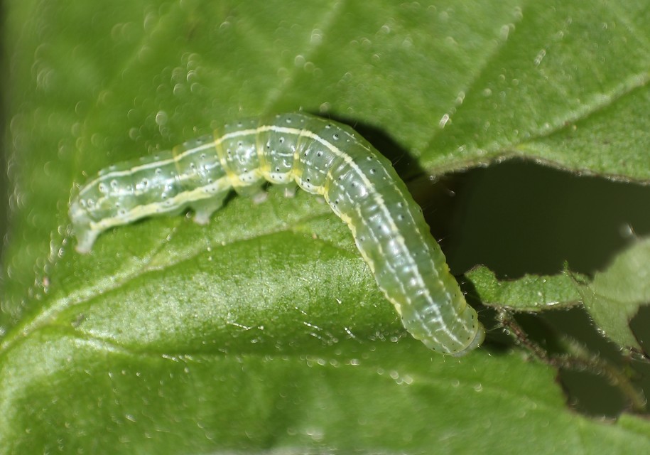 Cosmia trapezina - közönséges lombbagoly