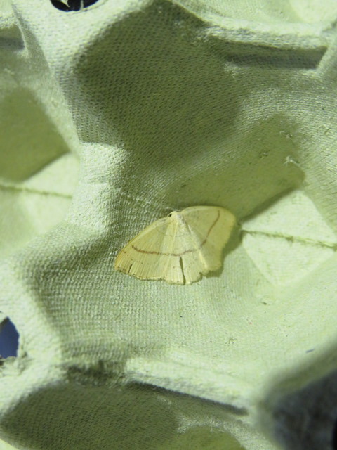 Cyclophora linearia - vonalas pettyesaraszoló