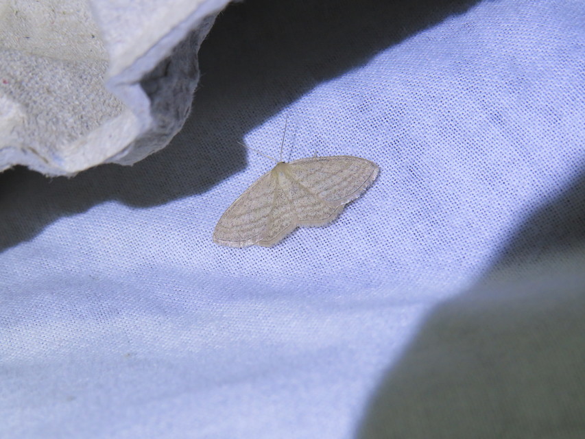 Scopula virgulata - vesszős sávosaraszoló