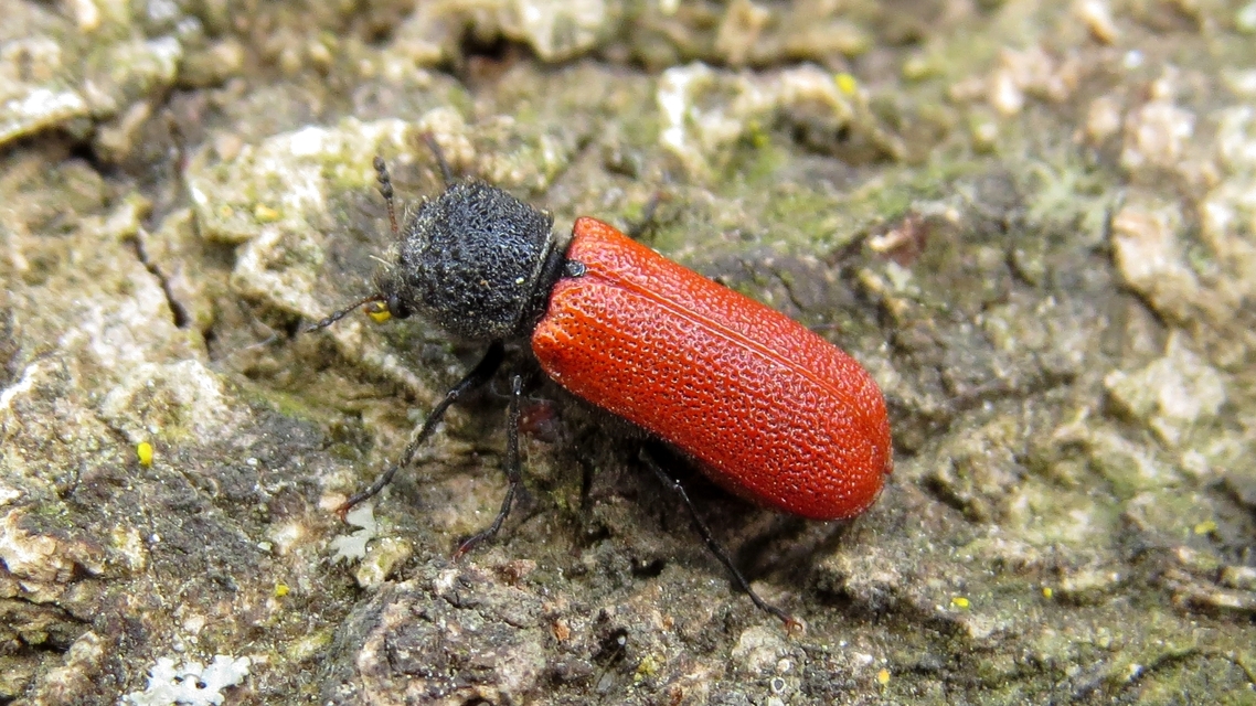 Bostrichus capucinus - piros csuklyásszú