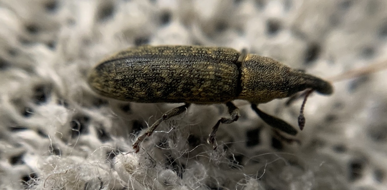 Lixus filiformis - karcsú dudvabarkó
