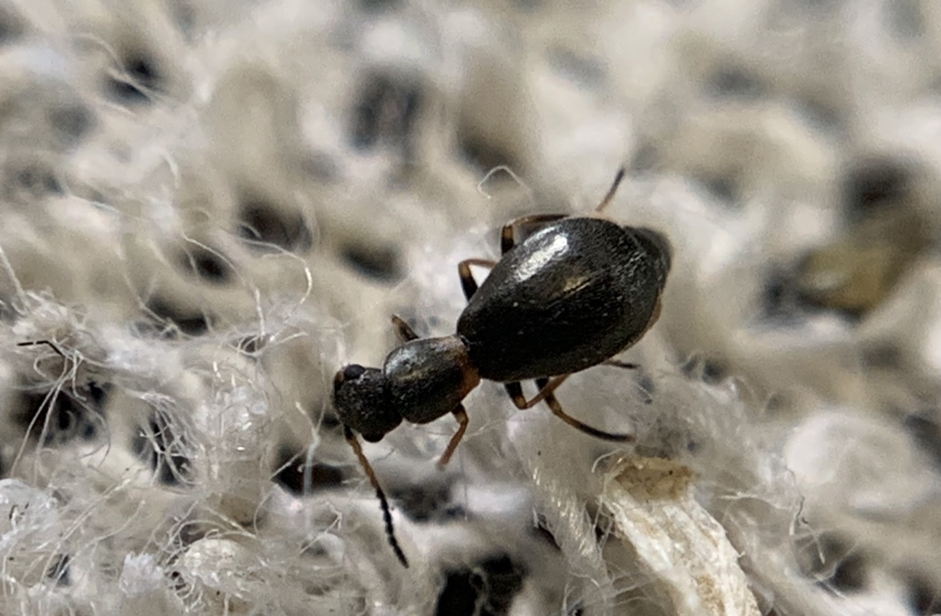 Charopus thoracicus - homoki bibircsesbogár