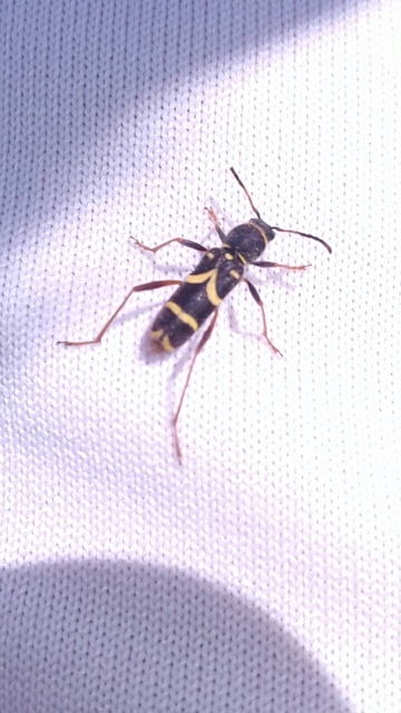 Clytus arietis - közönséges darázscincér