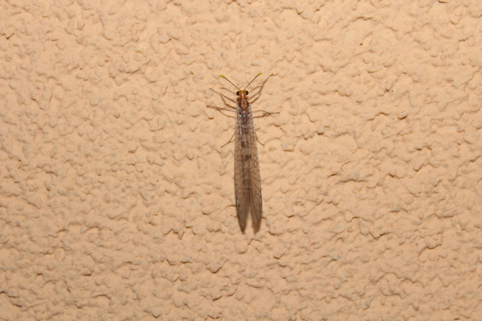 Megistopus flavicornis - kétfoltos hangyaleső