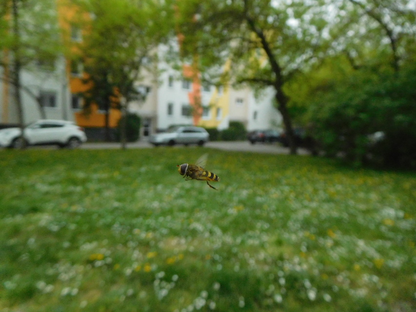 Syrphus