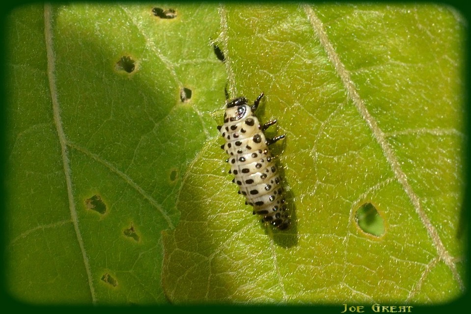 Chrysomelidae - levélbogárfélék