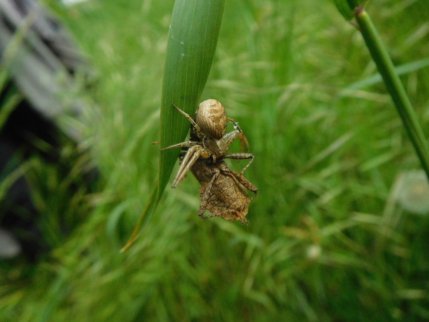 Xysticus