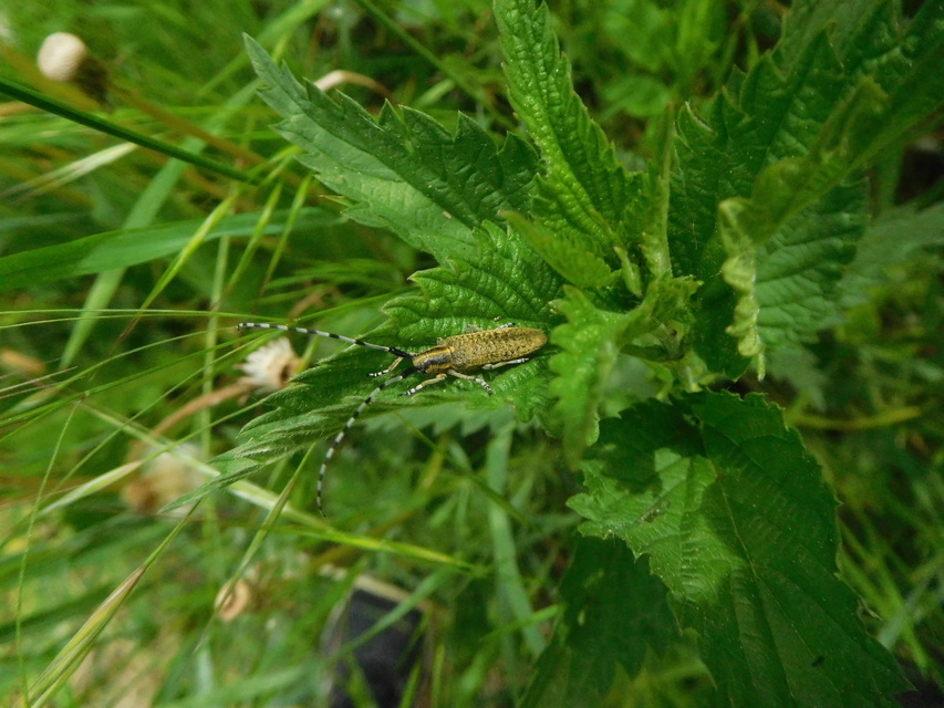 Agapanthia villosoviridescens - fehérgyűrűs bogáncscincér
