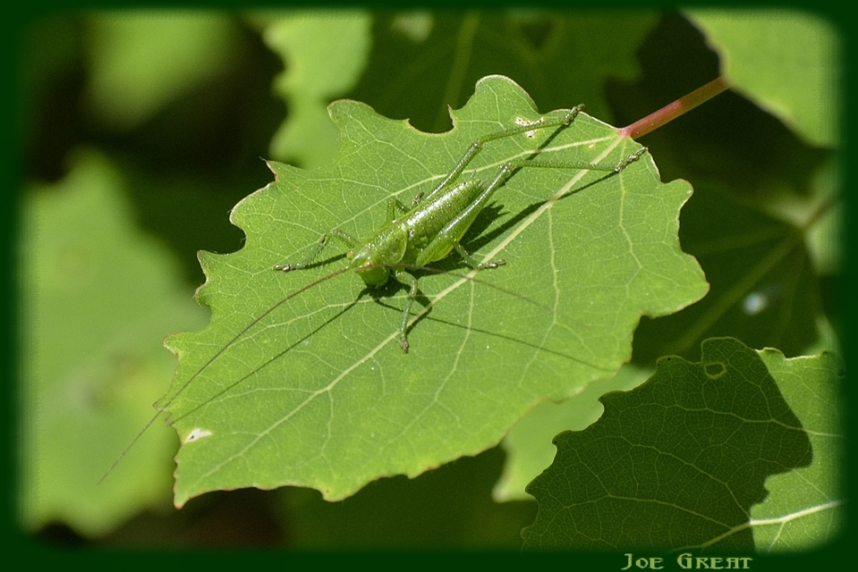 Tettigonia