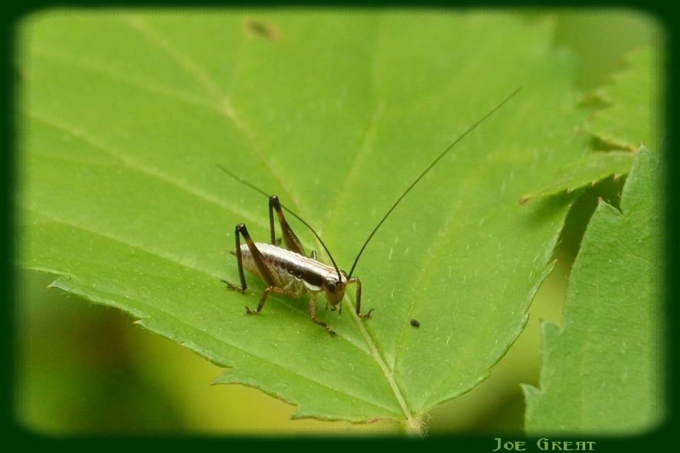 Pachytrachis gracilis - karcsú szöcske