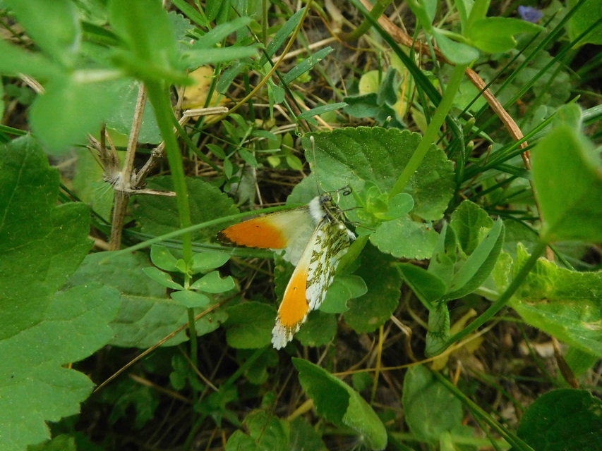 Anthocharis cardamines - hajnalpírlepke