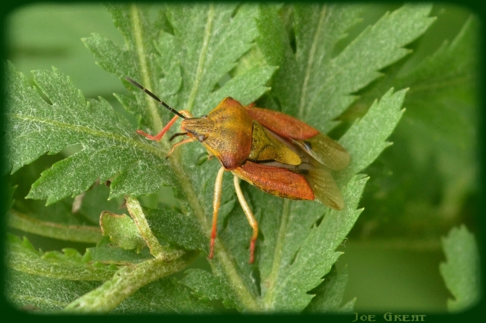 Carpocoris
