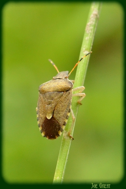 Peribalus strictus - tavaszi címerespoloska Peribalus strictus - tavaszi címerespoloska
