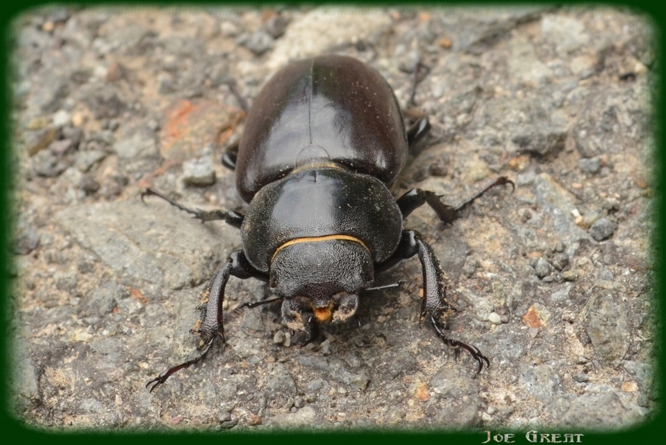 Lucanus cervus - nagy szarvasbogár